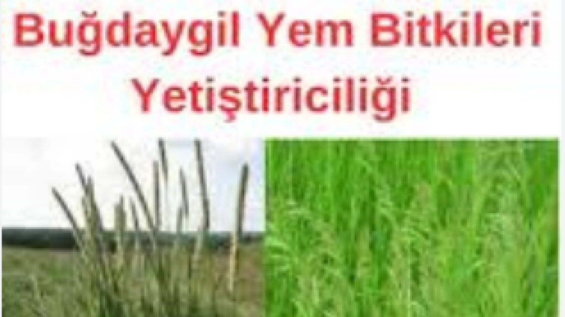 MÜDÜRLÜĞÜMÜZ VE İLÇE TARIM MÜDÜRLÜĞÜ'NCE ORTAK YÜRÜTÜLEN ÇALIŞMAYLA BUĞDAYGİL YEM BİTKİLERİ YETİŞTİRİCİLİĞİ KURSU DÜZENLENECEKTİR.